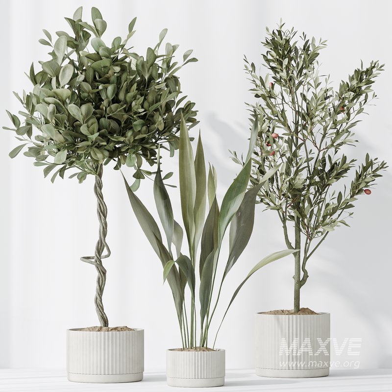 Indoor plants set 79 Wilsonii Chemlali Olive and Ficus Microcarpa and Mission Olive - Image 4