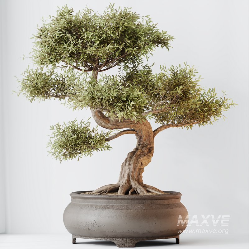 HQ HousePlants Mission Kalamata Leccino Arbequina Wilsonii Chemlali Olive Set 43 - Image 2