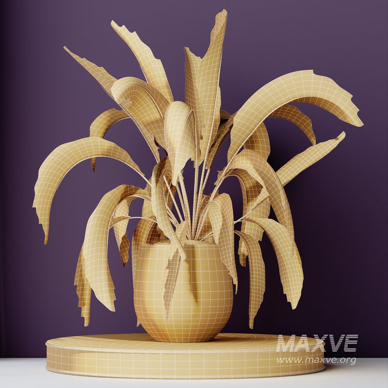 HQ HousePlants Spathiphyllum Wallisii Bellini Peace Lily Domino Set03 - Image 3