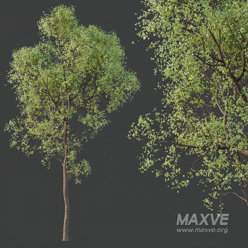 spring trees Shorea Robusta Sal - Image 2