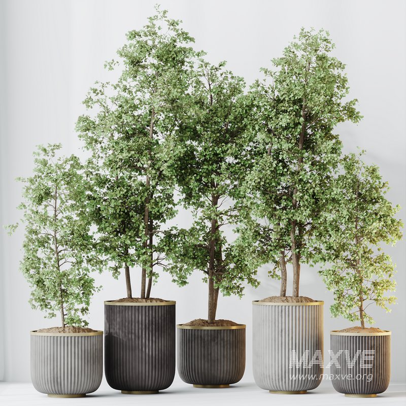 HQ HousePlants Mission Kalamata Leccino Arbequina Wilsonii Chemlali Olive Set 43 - Image 4