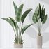 Indoor plants set 77 Bird Of ParadiseBird and Schefflera Arboricola and Warneckii Lemon and Zamioculcas Zamiifolia - Thumbnail 3