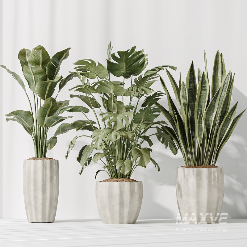Indoor plants set 70 Majesty Cat Reed Palm and ParadiseBird - Image 4