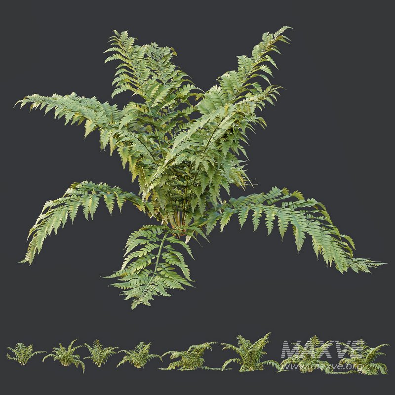 HQ Plants Macrothelypteris OligoPhlebia Torresiana Fern - Image 4