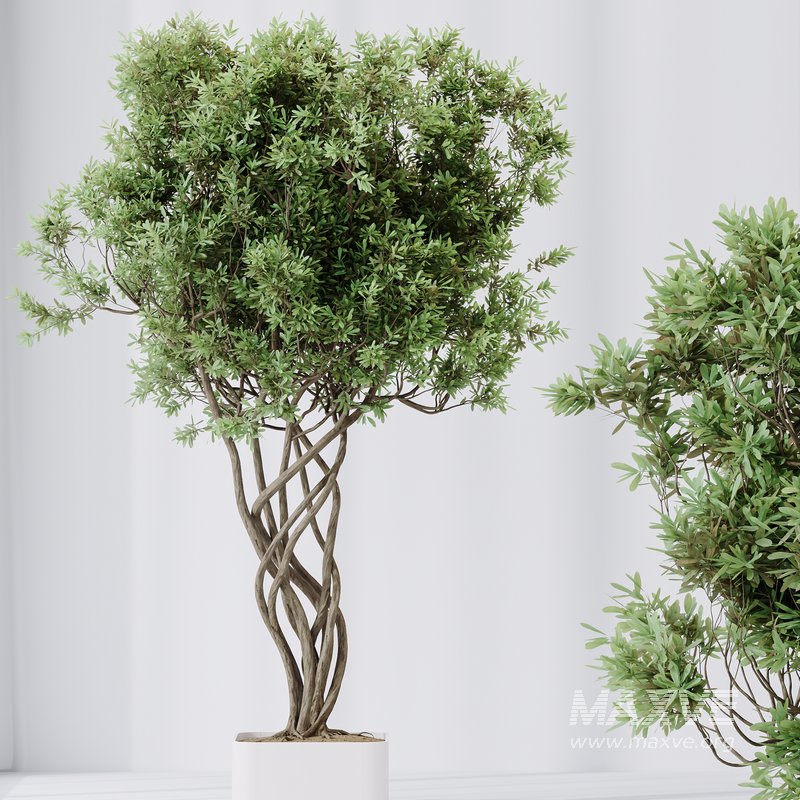 Indoor plants set 91 Green Sansevieria and Elegant Monstera and Ficus Microcarpa and Chemlali Olive - Image 5