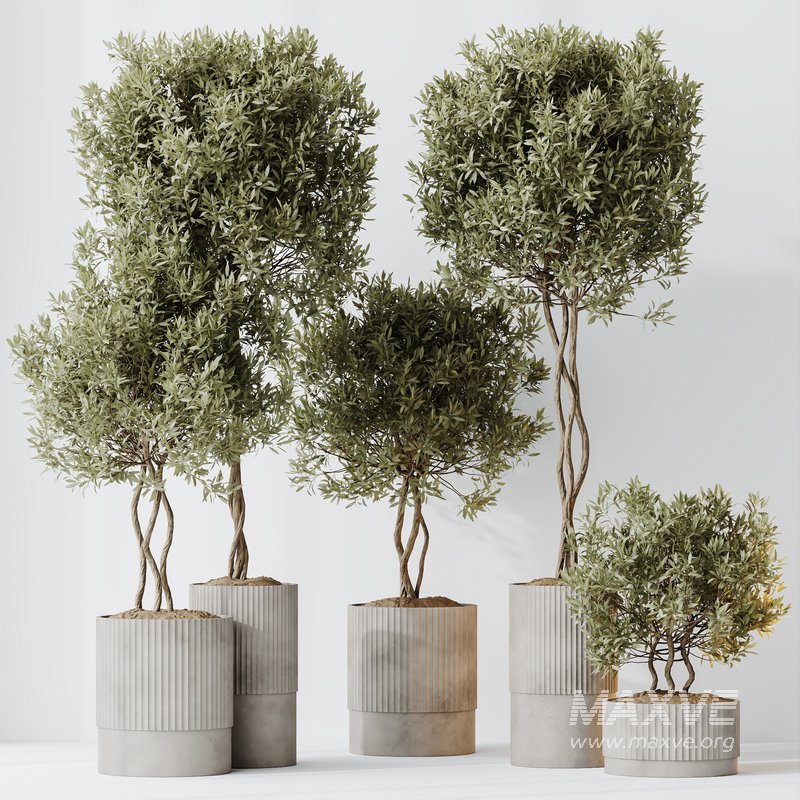 HousePlants Mission Kalamata Leccino Arbequina Wilsonii Chemlali Olive Set 37 - Image 4