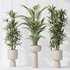 Indoor plants set 81 Areca Majesty and Rhapis Lady Palm and Lemon Lime Cane Dragon and ParadiseBird - Thumbnail 5