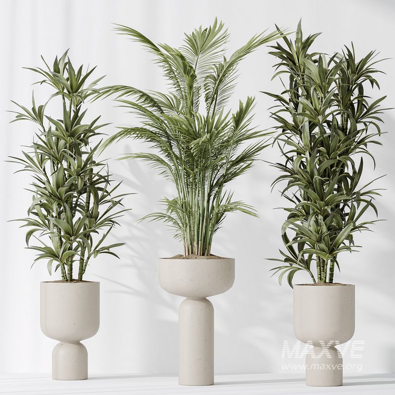 Indoor plants set 81 Areca Majesty and Rhapis Lady Palm and Lemon Lime Cane Dragon and ParadiseBird - Image 5