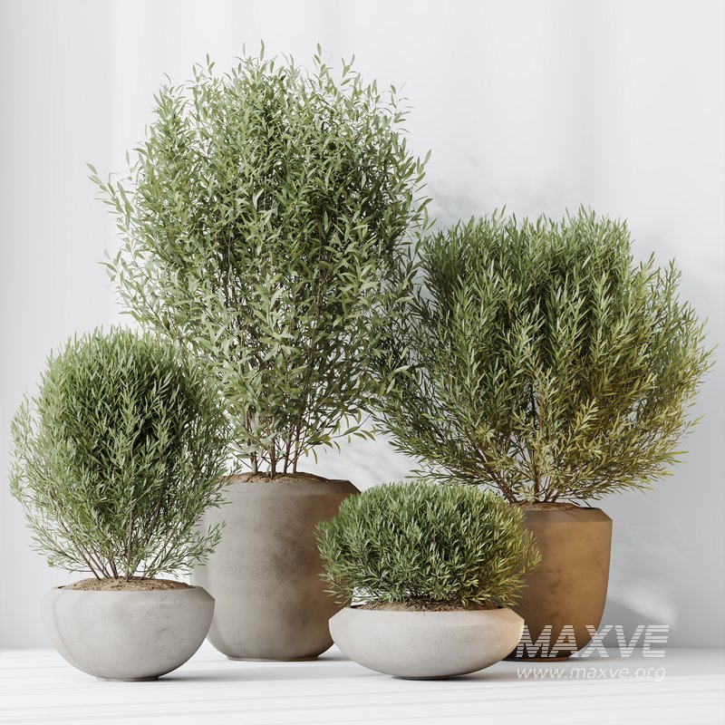 HQ HousePlants Mission Kalamata Leccino Arbequina Wilsonii Chemlali Olive Set 45 - Image 3