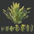 HQ Plants Linaria Vulgaris Yellow Toadflax - Thumbnail 2