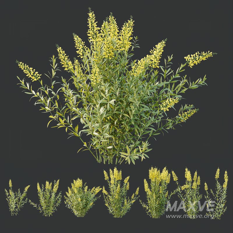 HQ Plants Linaria Vulgaris Yellow Toadflax - Image 2