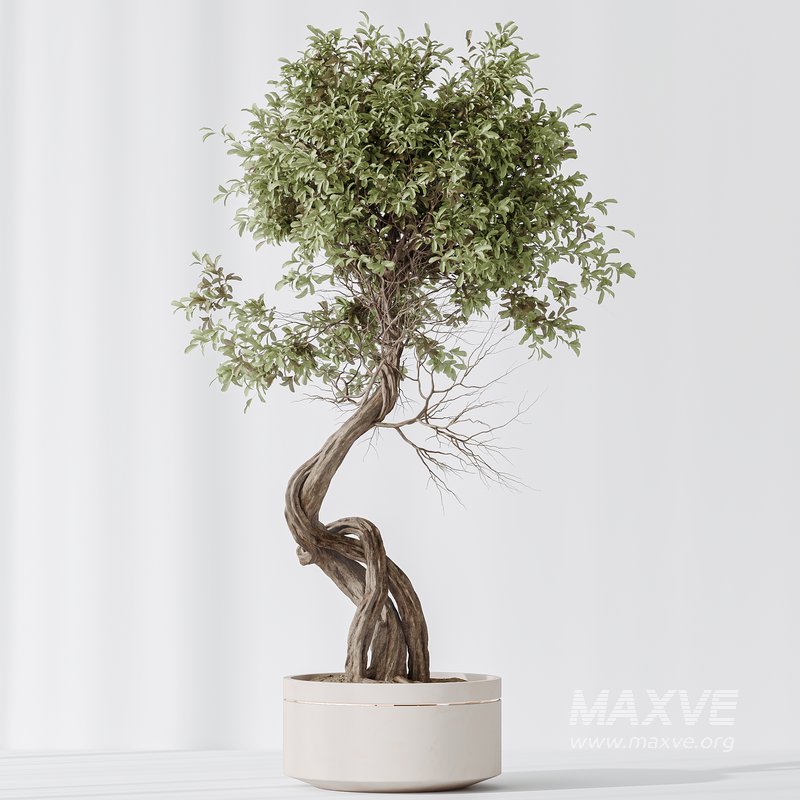 Indoor plants set 75 Ficus Retusa Microcarpa Bonsai Ginseng and Olive Artificial Olivo Olea Tree - Image 4