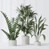 Indoor plants set 78 Chemlali Olive and ParadiseBird and Dracaena - Thumbnail 4