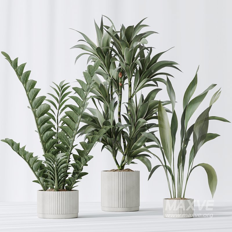 Indoor plants set 78 Chemlali Olive and ParadiseBird and Dracaena - Image 4