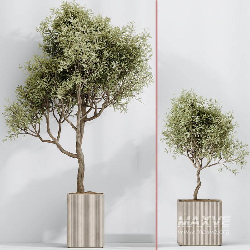 indoor plants set 95 Mission Kalamata Chemlali Olive and Ficus - Image 4