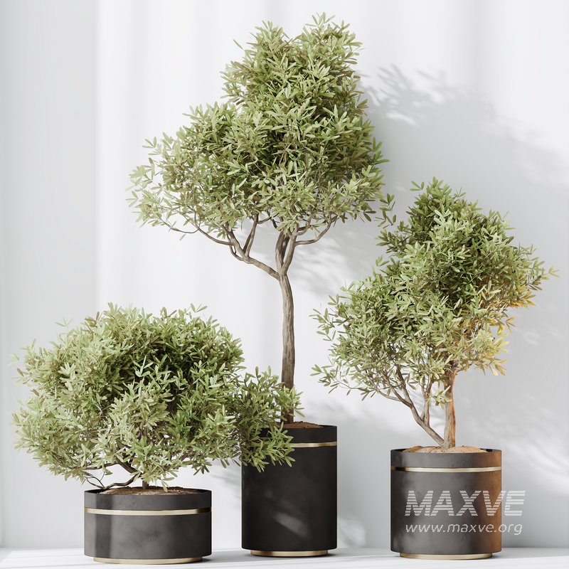 HQ HousePlants Mission Kalamata Leccino Arbequina Wilsonii Chemlali Olive Set 39 - Image 4