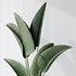 Indoor plants set 77 Bird Of ParadiseBird and Schefflera Arboricola and Warneckii Lemon and Zamioculcas Zamiifolia - Thumbnail 5