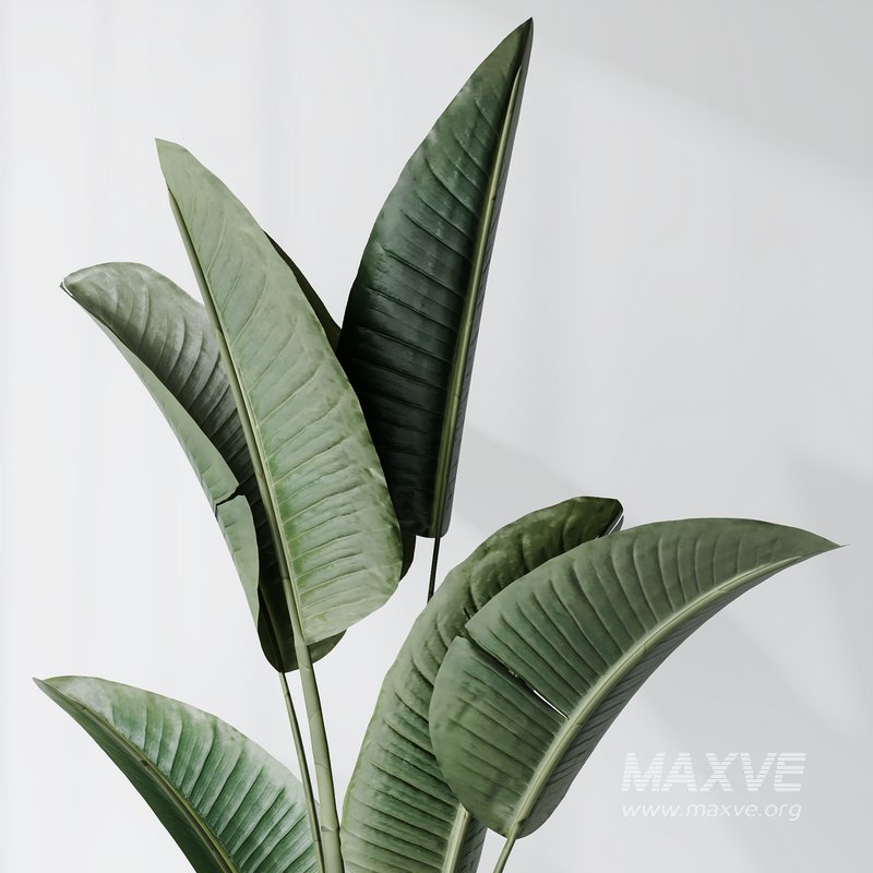 Indoor plants set 77 Bird Of ParadiseBird and Schefflera Arboricola and Warneckii Lemon and Zamioculcas Zamiifolia - Image 5