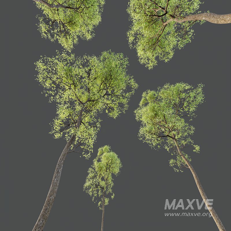 spring trees Shorea Robusta Sal - Image 5