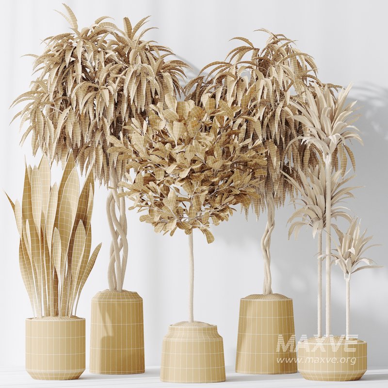 Indoor plants set 85 Ficus Binnendijkii and Indian Laurel - Image 3