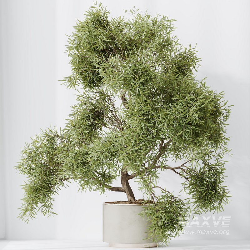 Indoor plant set 64 - Image 5