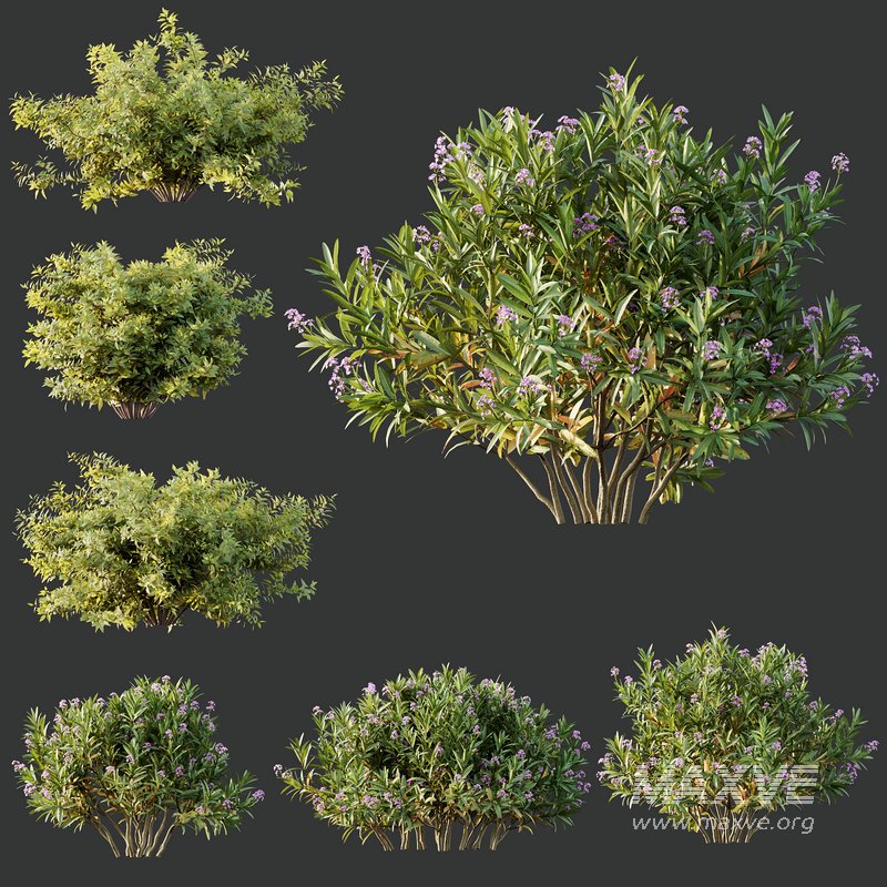 Phillyrea Angustifolia Rosemarinifolia and Oleander Laurier Kaner Rose Pink - Image 4