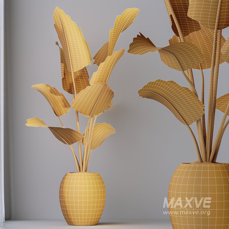 HQ HousePlants Bird Of Paradise Strelitzia Reginae Nicolai - Image 5