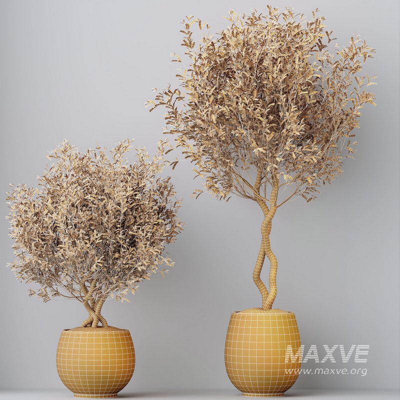 HQ HousePlants Mission Kalamata Leccino Arbequina Wilsonii Chemlali Olive Set 41 - Image 4