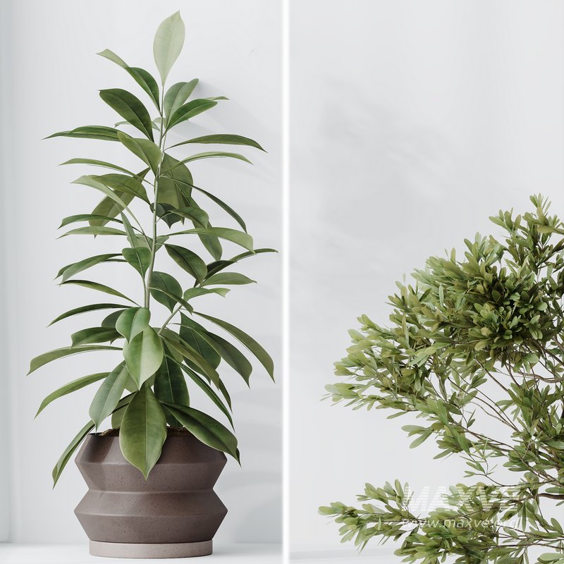 Indoor plants set 76 Wilsonii Chemlali Olive and Elegant Monstera and Ficus Microcarpa - Image 2
