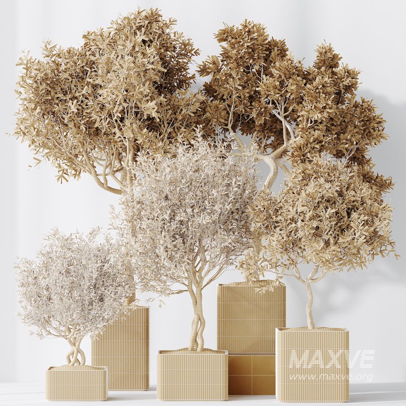 indoor plants set 95 Mission Kalamata Chemlali Olive and Ficus - Image 5