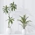 indoor plants set 96 Strelitzia Reginae Nicolai and Mountain Kentia Palm - Thumbnail 3
