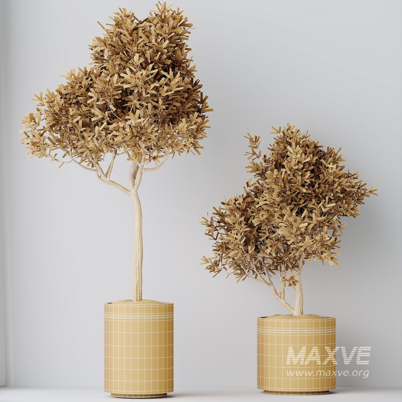 HQ HousePlants Mission Kalamata Leccino Arbequina Wilsonii Chemlali Olive Set 39 - Image 5