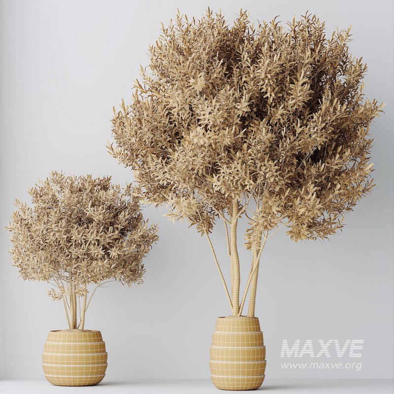 HQ HousePlants Mission Kalamata Leccino Arbequina Wilsonii Chemlali Olive Set 35 - Image 5