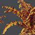 HQ Plants Macrothelypteris OligoPhlebia Torresiana Fern - Thumbnail 5