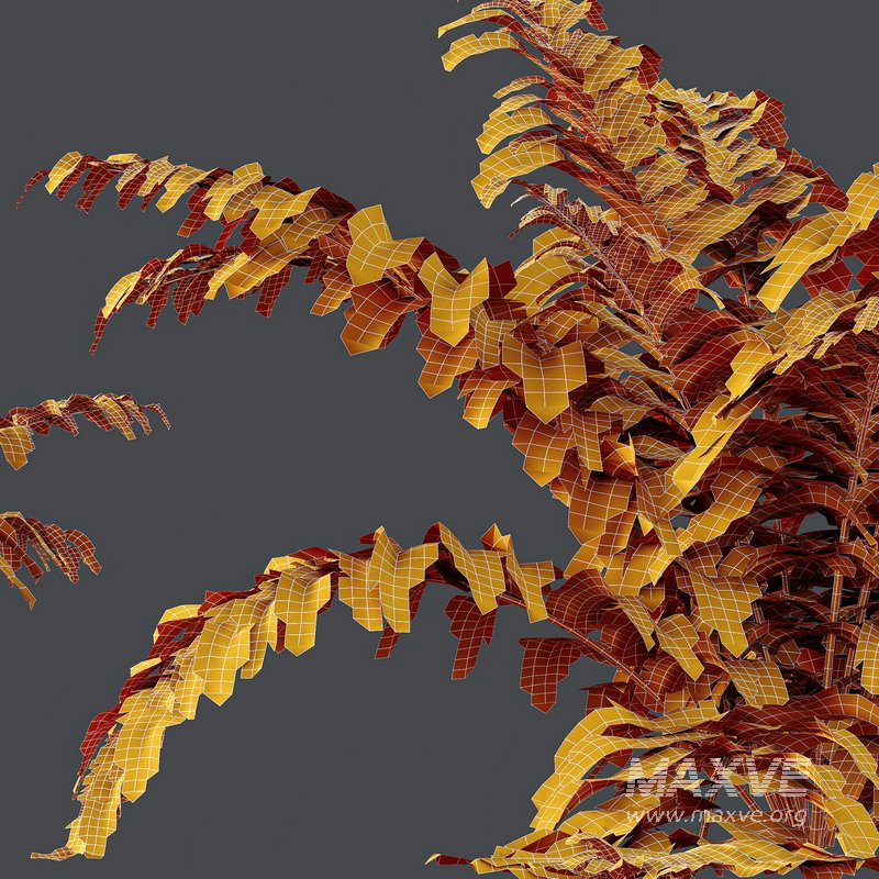 HQ Plants Macrothelypteris OligoPhlebia Torresiana Fern - Image 5