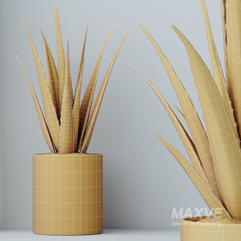 HQ HousePlants Aloe Vera Succulents - Image 4