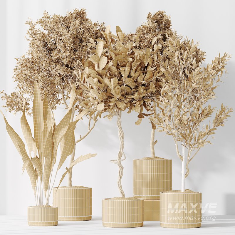 Indoor plants set 79 Wilsonii Chemlali Olive and Ficus Microcarpa and Mission Olive - Image 3