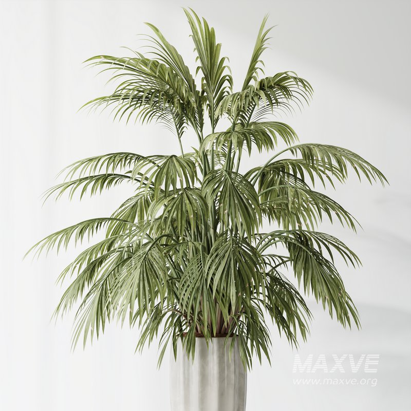Indoor plants set 70 Majesty Cat Reed Palm and ParadiseBird - Image 3