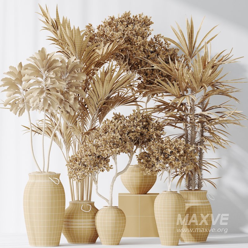 Indoor plants set 87 Mission Olive and Areca Reed Palm and Palm Hydro Care - Image 2