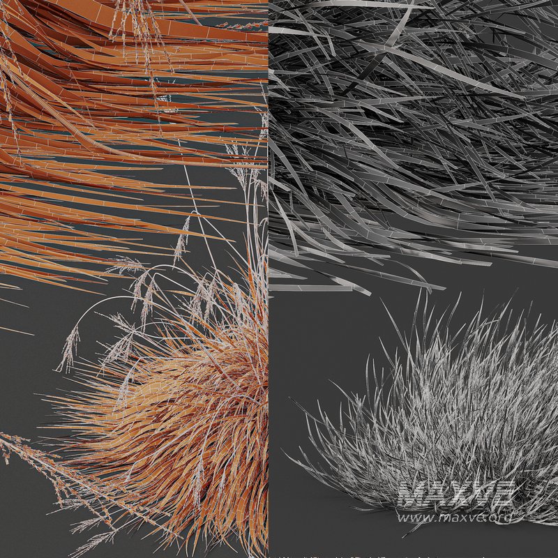 Carex Testacea Orange and Molinia Caerulea Fire Grasses - Image 5