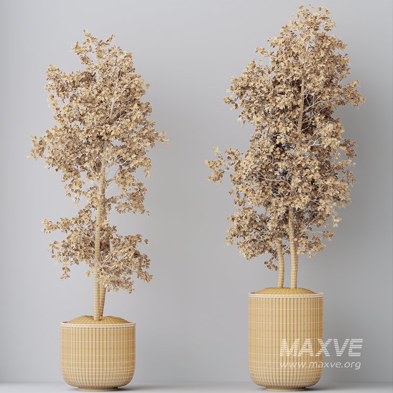 HQ HousePlants Mission Kalamata Leccino Arbequina Wilsonii Chemlali Olive Set 43 - Image 5