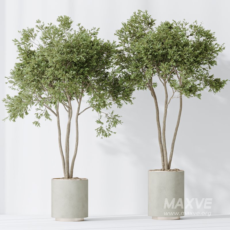 Indoor plants set 92 Mission Leccino Arbequina Olive and Genus Cocos Coconut Palm - Image 2