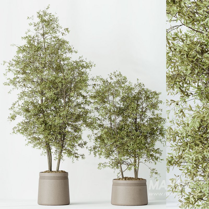 Indoor plants set 69 Mission Kalamata Leccino Arbequina Wilsonii Chemlali Olive - Image 4