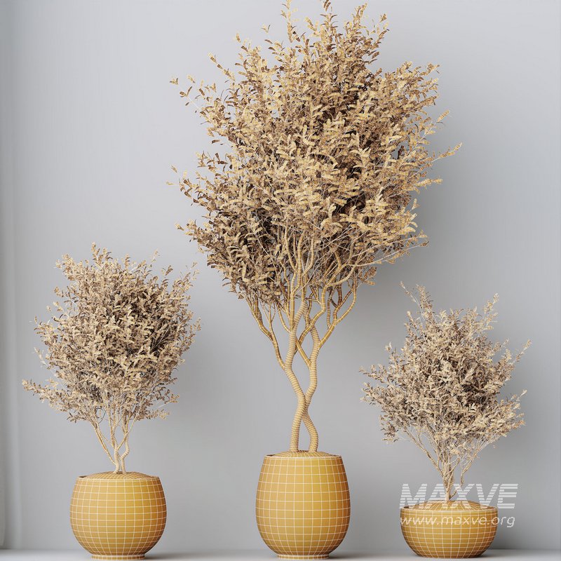 HQ HousePlants Mission Kalamata Leccino Arbequina Wilsonii Chemlali Olive Set 42 - Image 5