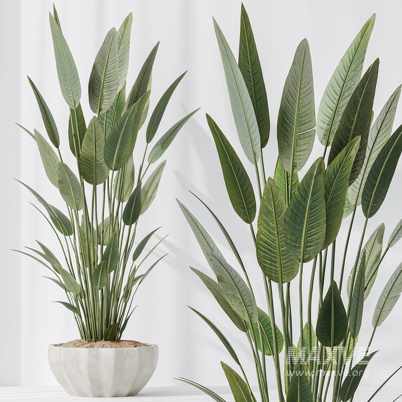 Indoor plants set 83 Areca Majesty Palm and ParadiseBird and Chemlali Olive and Elegant Monstera - Image 5