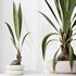 Indoor plants set 68 Wilsonii Chemlali Olive and Coconut Palm and Grandis Ruffled Fan Palm - Thumbnail 5