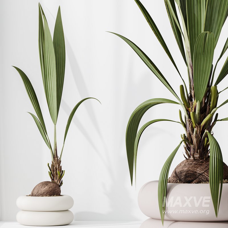 Indoor plants set 68 Wilsonii Chemlali Olive and Coconut Palm and Grandis Ruffled Fan Palm - Image 5