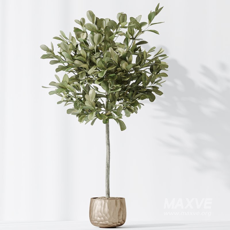 Indoor plants set 72 Majesty Cat Reed Palm Ficus Moclame Indian Laurel Kalamata Wilsonii Chemlali Olive - Image 5