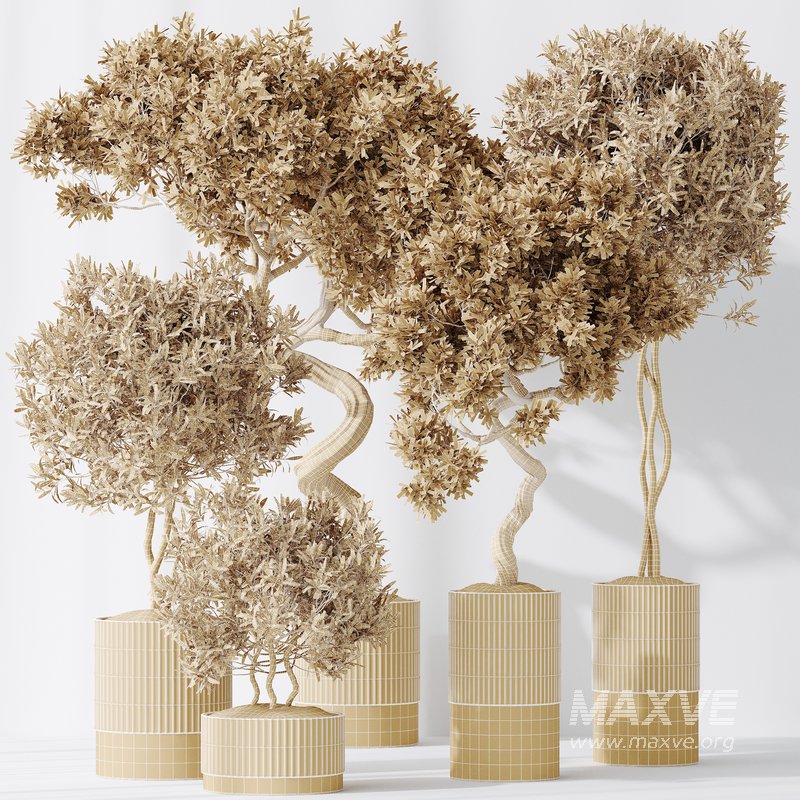 Indoor plants set 88 Mission Kalamata Leccino Arbequina Wilsonii Chemlali Olive - Image 2