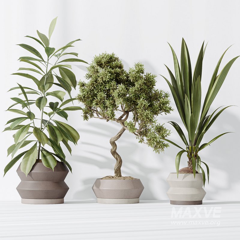 Indoor plants set 71 Wilsonii Chemlali Olive Bonsai Ginseng - Image 4